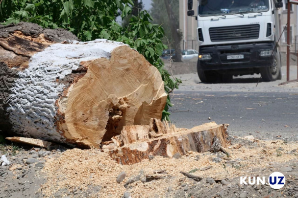 Daraxt kesish uchun ariza berayotganlarni jamoatchilik kuzatib turadi