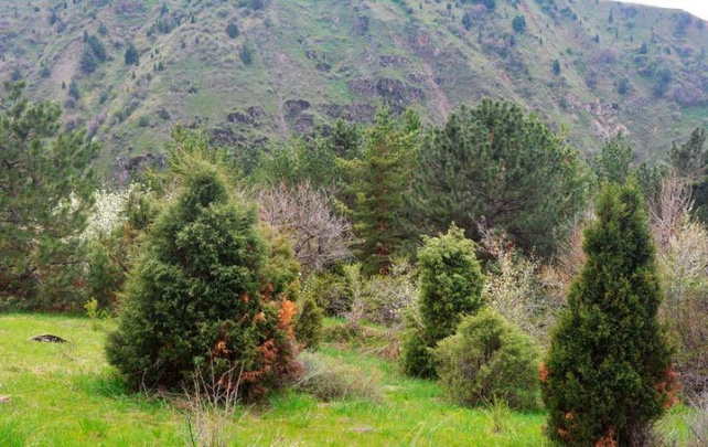 O‘rmon xo‘jaligini raqamlashtirish markazi tashkil etiladi